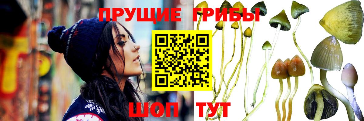 Псилоцибиновые грибы мицелий Можайск